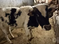 Býk, Russian Black pied cattle — foto 5