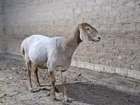 Baran, Owce — zdjęcie 4