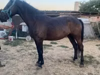 Stute, Nonius horse — Foto 3