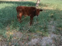 गाय, मवेशी — फ़ोटो 4