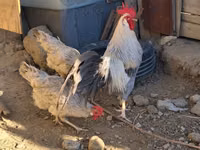 leghorn — foto 1
