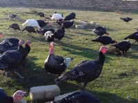 Chickens — Foto 3