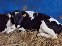 मवेशी (लॉट, लिंग निर्दिष्ट नहीं), Simmental cattle — फ़ोटो 6