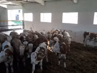 Buqa, Simmental cattle — 2-rasm