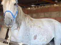 母马, Horses — 照片 7