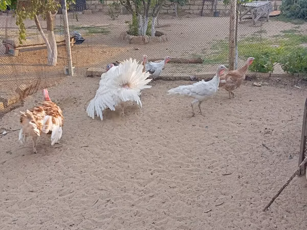 Turkeys — Azerbaiyán