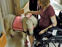Madyan, Miniature horse — foto 1