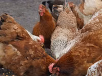 Chickens — Foto 1