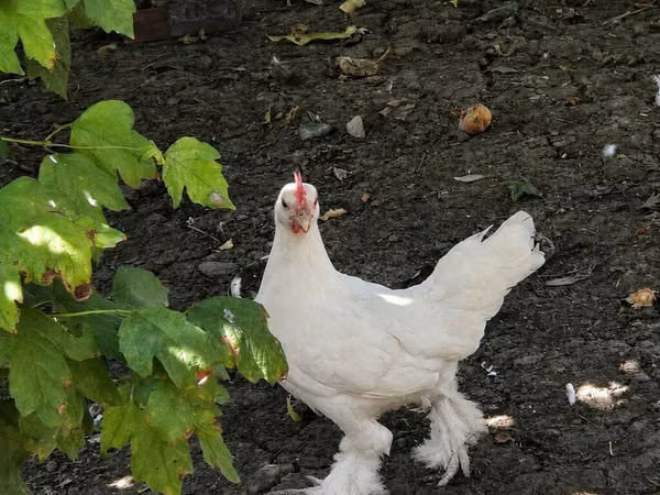 Chickens