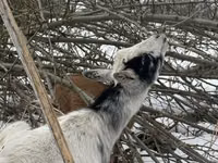 Cabra, Saanen goat — foto 1