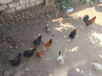 Chickens — zdjęcie 5