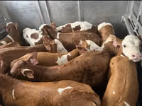 காளை, Simmental cattle — புகைப்படம் 3