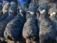 Koç, Hissar sheep — foto 6