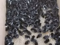 Australorp — photo 2
