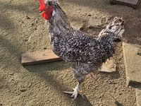 Chickens — Foto 1