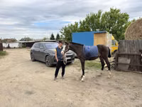 Caballo, Thoroughbred horse — foto 6