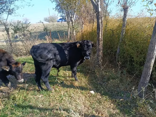 Taureau, Aberdeen-Angus