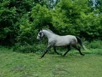 Айғыр, Lipizzaner — 1-сурет