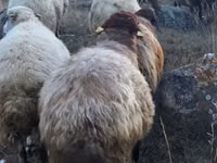 ஆண் ஆடு, Blackheaded Persian sheep — புகைப்படம் 3