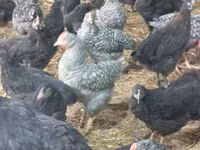 Chickens — 写真 5