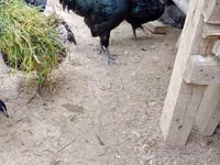 Australian Pit Game fowl — Foto 5