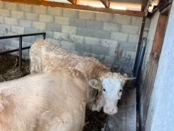 雌牛, Charolais cattle