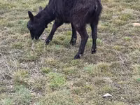 Cabras (lote, sexo no especificado), Saanen goat — foto 8