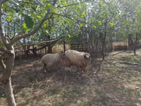 Bélier, Tsigai sheep — photo 2