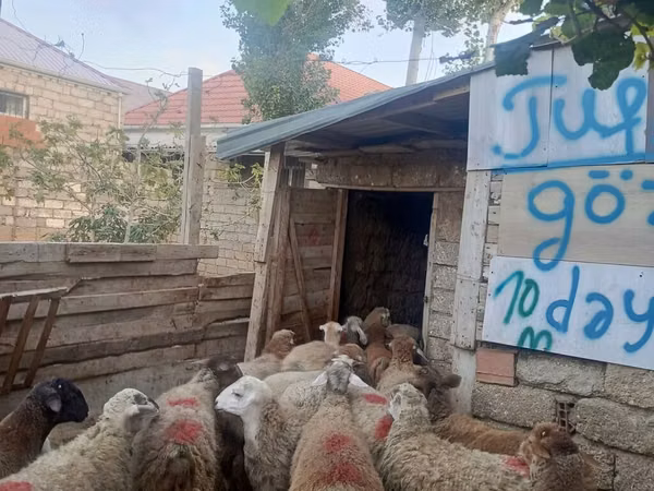 Beran, Ovce