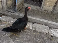 Ducks — foto 5