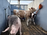 Vaca, Simmental cattle — foto 2