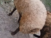Ram, Sheep — photo 8