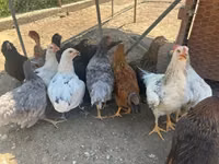 Ameraucana — Foto 2