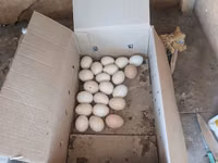 Chickens — zdjęcie 5