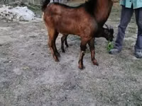 Kozioł, Nubian Goat — zdjęcie 3