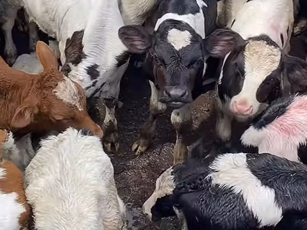 Bull, Russian Black pied cattle