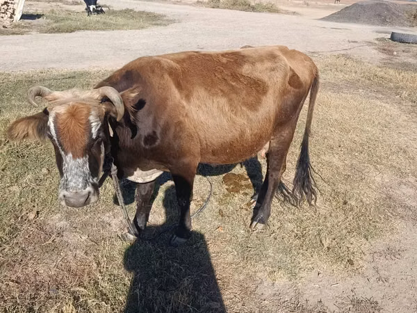 牛（ロット、性別未指定）, Simmental cattle
