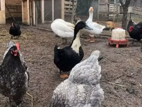 gallina danesa