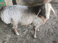 Oveja, Ovejas — foto 3