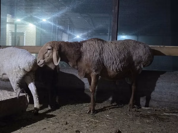 羊（ロット、性別未指定）, Arashan sheep
