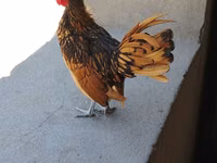 Chickens — zdjęcie 2