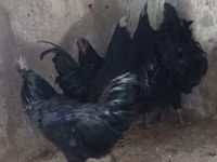 Ayam Cemani — zdjęcie 1