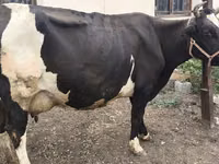 Sigir, Russian Black pied cattle — 6-rasm