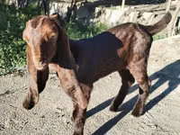 பெண் வெள்ளாடு, Kamori goats — புகைப்படம் 1
