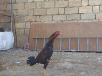 Chickens — foto 1