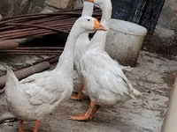 Geese — 照片 1