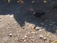 Guinea fowl — foto 1