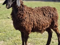 Bélier, Moutons — photo 1
