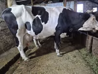 Krava, Russian Black pied cattle — foto 5