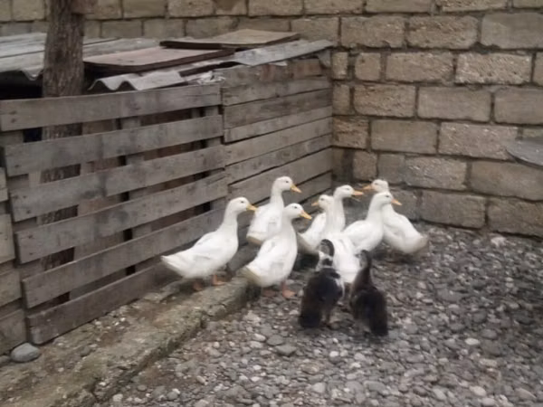 Ducks